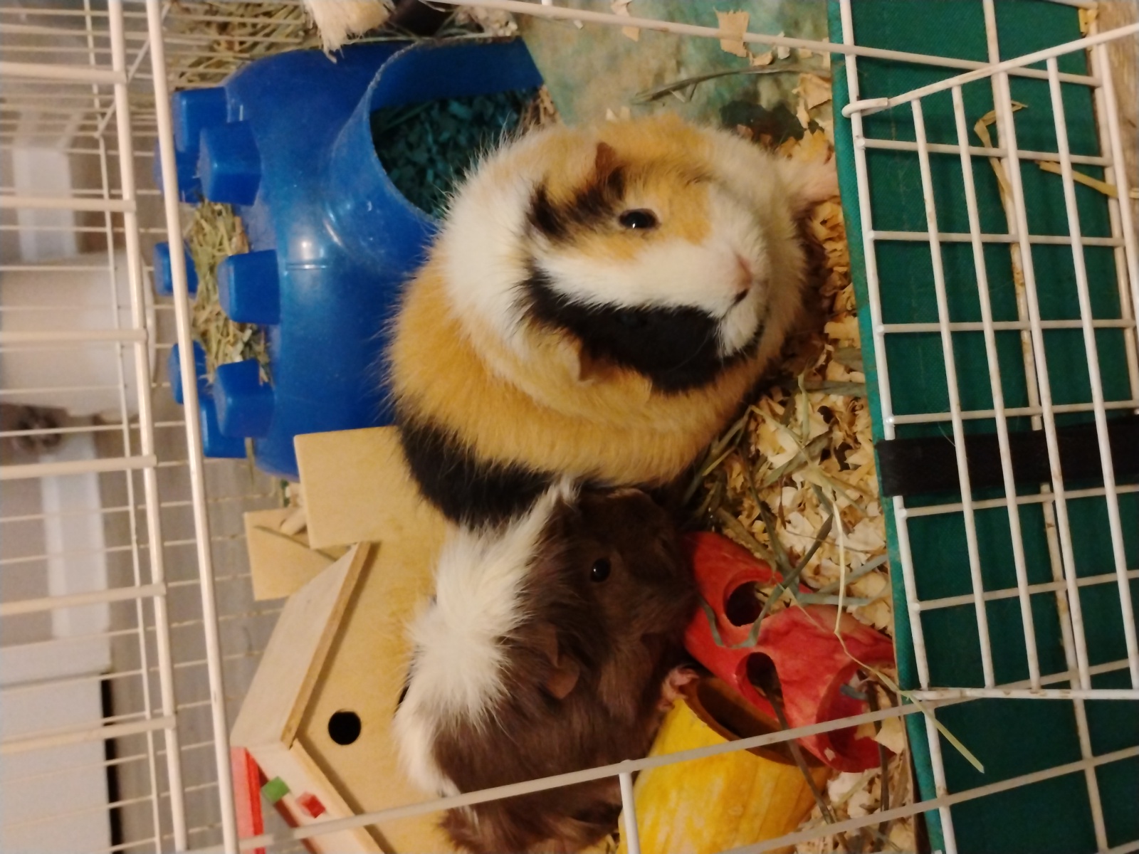 Gertrude (grey) and Alice (calico) are guinea pigs.